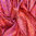 Seidenschal Paisleymuster Rot+Rosa 72cm